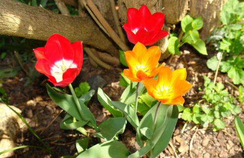 Das Spreewaldhaus - Foto 10