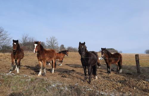 Grünsteinhof - Wohnung Rotstein - Foto 4