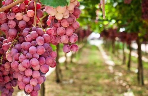 Masseria Agrituristica Lama San Giorgio - Foto 34