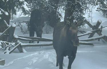 Pilot Peak Cabin - Foto 9