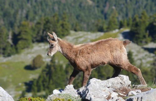 Tsigaridas Mountain Home - Foto 66