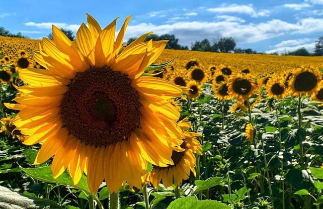 ChiaraLuce Country House - Foto 31