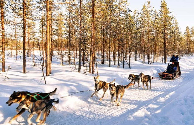 Balade en traineau tiré par des chiens - Photo 2