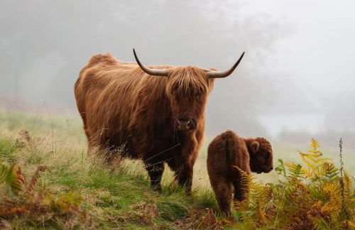 Nether Glenny Farm - Foto 19