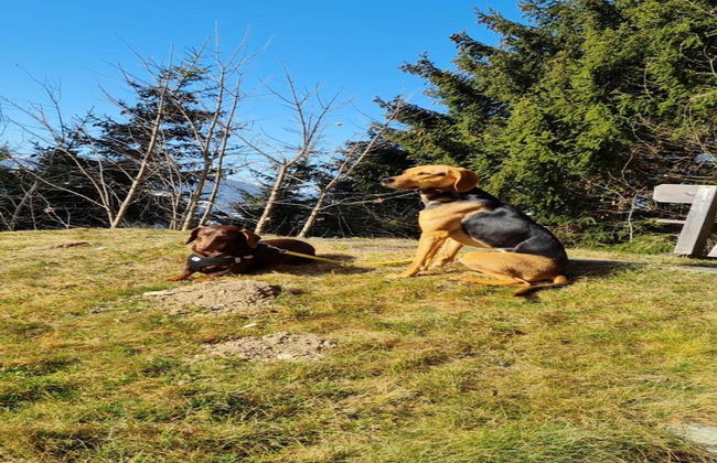 Vacation Home in Flachau - Foto 34