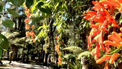 Cabana dos Alpes - Foto 4, Garden