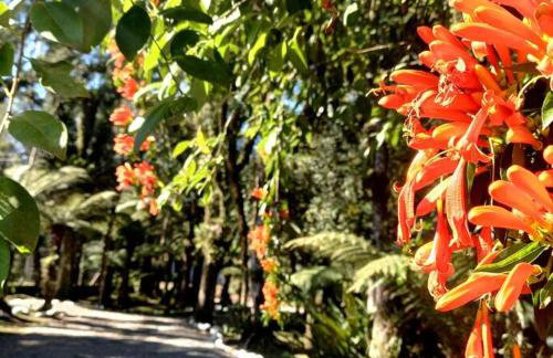 Cabana dos Alpes - Foto 4