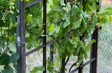 Haus Marta - Photo 50