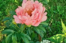 Marcinowa Zagroda - Foto 46