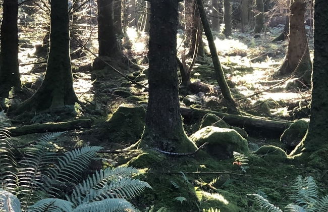 Clouded Yellow - Beautiful Modern Lodge, Kippford - Photo 28