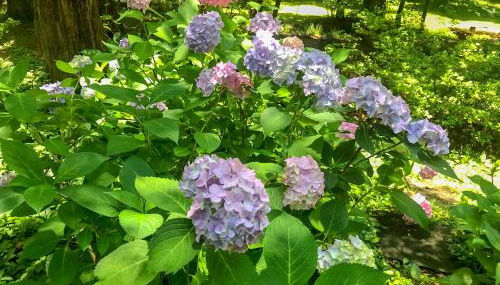 Mary's Place - Studio surrounded by nature but close to High Point - Photo 2, Garden, Garden view