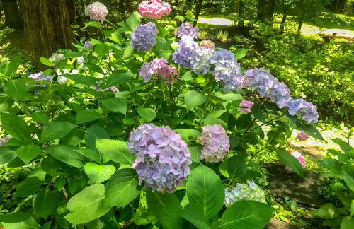 Mary's Place - Studio surrounded by nature but close to High Point - Photo 2