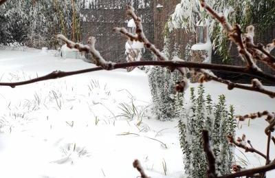 Tiny House Igluhut - Foto 60