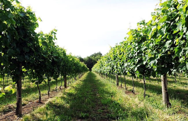 Pianderna Agriwellness - Foto 27