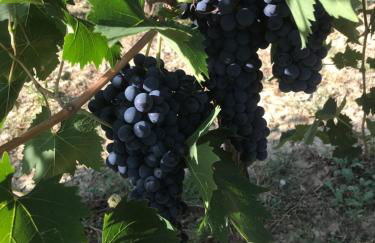 agriturismo cerquatonda - Foto 118