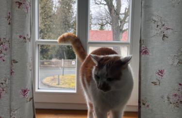 Suite Schwarzer Kater - Foto 22