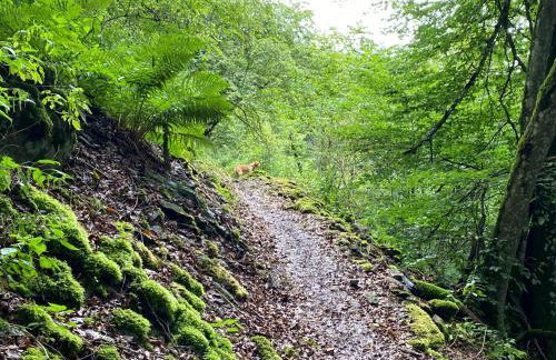 Waldläufer Brilon - Foto 50