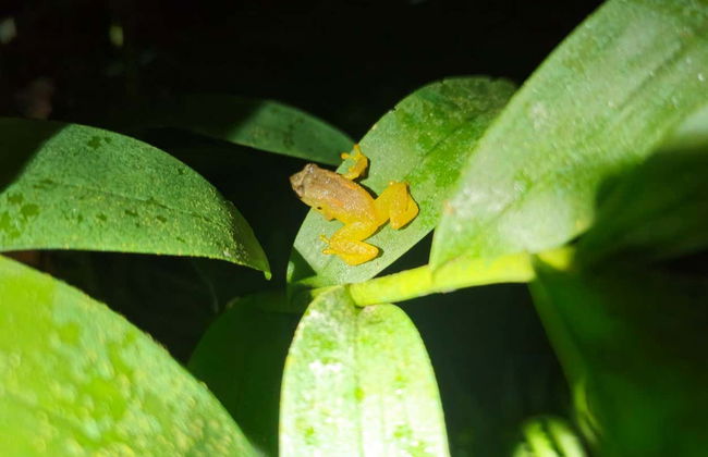 Trekking serale a Oktari Monteverde - Foto 7