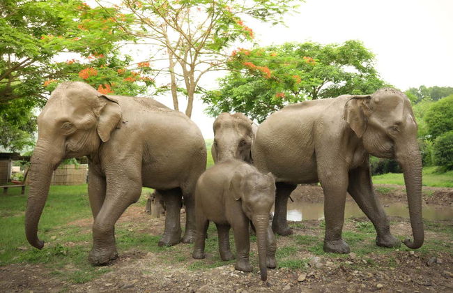 Excursión al santuario de elefantes - Foto 2