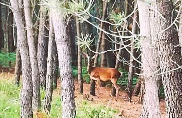 Em Xisto - Casas de Montanha - Casa T1 - Foto 25