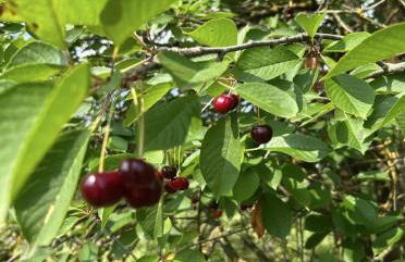 Casa Ambrogina - Foto 37