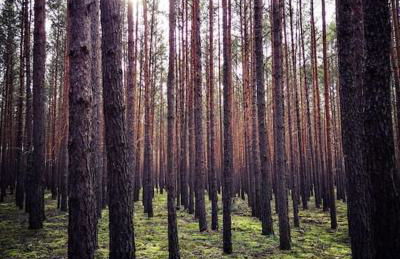 Gästesuite am Waldrand, Ausstieg auf Zeit - Foto 26