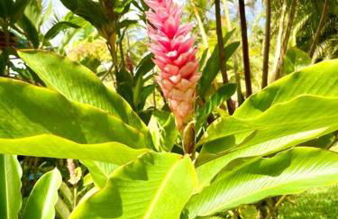 Puna Zen Botanical Garden Retreat - Foto 45