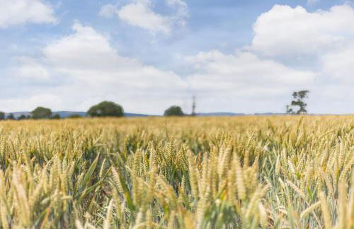 Wood Cottage - Foto 50