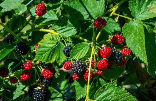 Quinta Montebelo - Foto 41