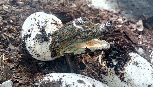 Un cocodrilo recién nacido