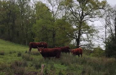 Gîte de Nath - classé 4 étoiles - Foto 23