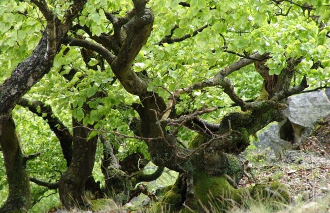 Breitenbach Modern Retreat - Foto 15