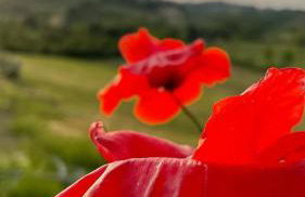 Agriturismo La Corte del Sole - Foto 139