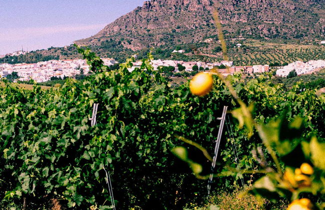 Excursión a Álora + Cata de vinos - Foto 8