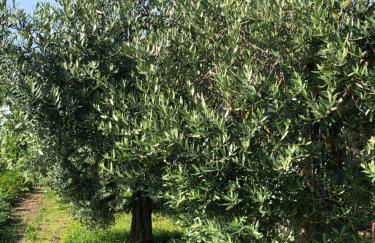 La casa degli ulivi - Foto 11