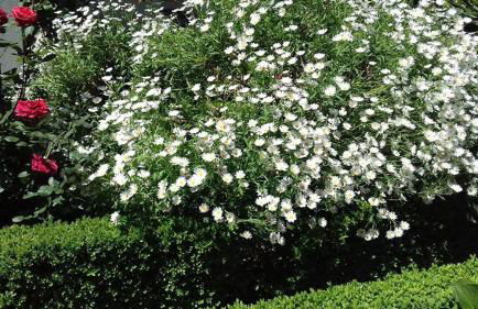 Casinha de Lamares - Foto 6