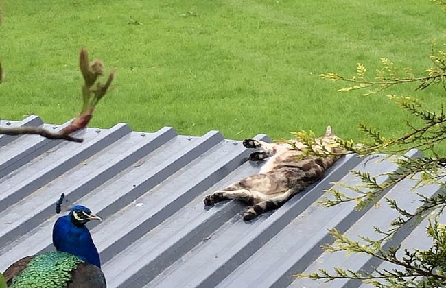 The Peacock Shepherds Hut at Hafoty Boeth - Foto 18