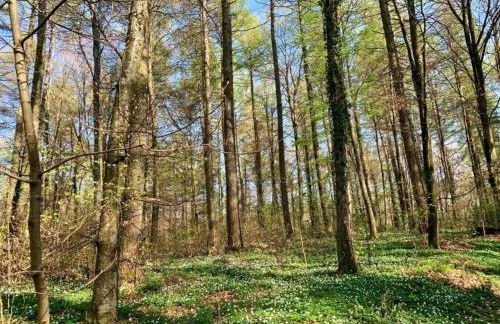 Kronenburger Comfort Bungalow - Foto 32