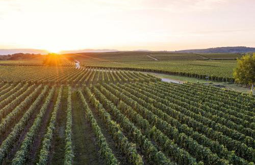 Winzerhof Henkenberg - Foto 14