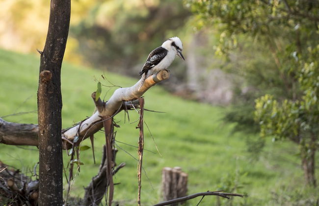 Alkina Lodge - Foto 33