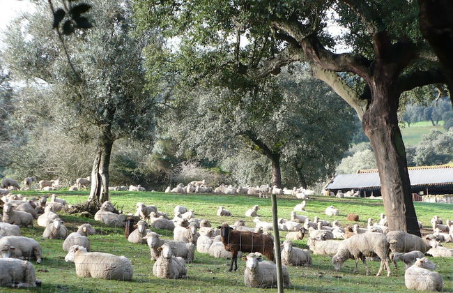 Quinta Retreat With Pool and Olive Grove - Foto 36