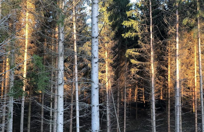 Holiday Home Near Harzgerode With Whirlpool - Foto 35