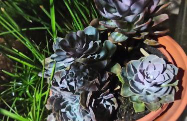 Apartmani Mislav - Photo 39