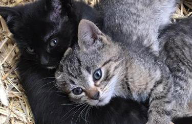 Szyszkowy Domek - Foto 35