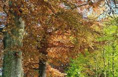 Chemin vert - Photo 14