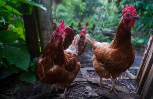 Jasmine Suite on Lush farm in Haiku, Maui jungle - Photo 78