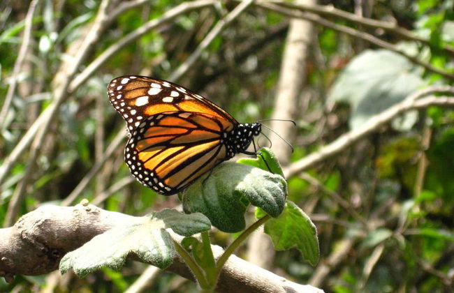 El Rosario Monarch Butterfly Sanctuary Day Trip - Photo 1