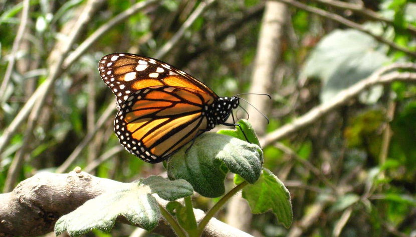 El Rosario Monarch Butterfly Sanctuary Day Trip - Photo 2, Up close to a monarch butterfly at El Rosario