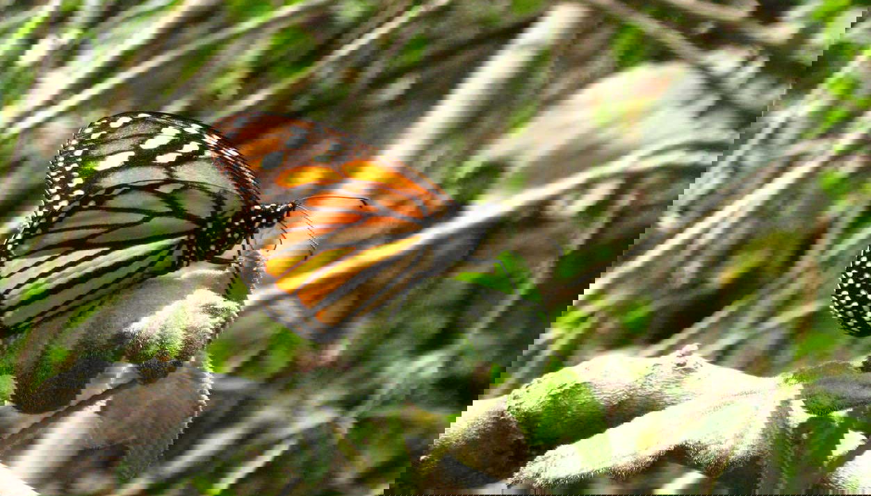 Una mariposa monarca sobre una rama