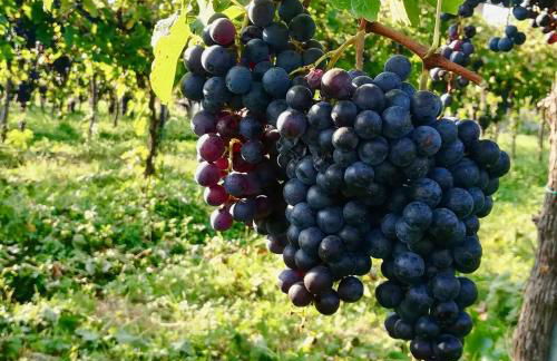 Agriturismo Le Crede 1930 - Foto 45